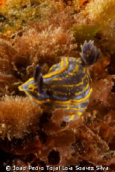 Nudibranch (Hypselodoris cantabrica) shot at Leven's wrec... by Joao Pedro Tojal Loia Soares Silva 